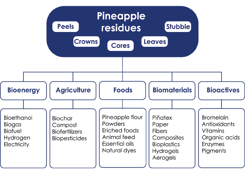 Diagram showing the potential uses of pineapple residues —peels, crowns, cores, leaves, and stubble— categorized into five areas of utilization: bioenergy, agriculture, foods, biomaterials, and bioactives.
Under bioenergy: bioethanol, biogas, biofuel, hydrogen, and electricity.
In agriculture: biochar, compost, biofertilizers, and biopesticides.
In foods: pineapple flour, powders, enriched foods, animal feed, essential oils, and natural dyes.
In biomaterials: Piñatex, paper, fibers, composites, bioplastics, hydrogels, and aerogels.
In bioactives: bromelain, antioxidants, vitamins, organic acids, enzymes, and pigments.
